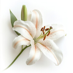 White lily flower with soft pastel petals and green bud, elegant natural bloom with delicate texture and subtle pink streaks, isolated on white background