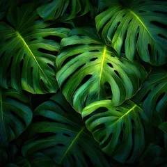 Lush Monstera Deliciosa Leaves Forming a Tropical Jungle Background, Ideal for Botanical and Nature-Inspired Designs © The Little Hut