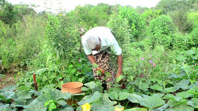 A Senior Woman Harvesting Sorrel