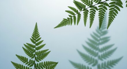 Lush Green Fern Fronds Against a Soft Blue Background, Ideal for Botanical and Nature-Themed Projects