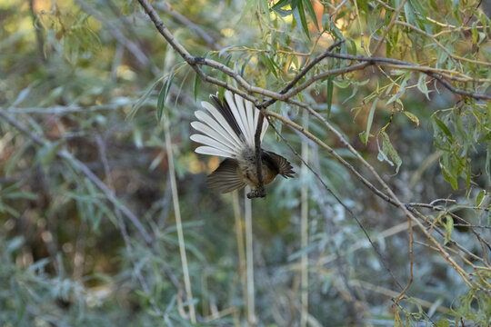New Zealand Fantail in Brush