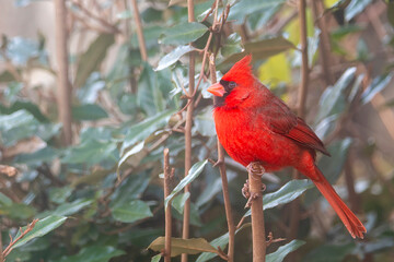 Male Northern Cardinal