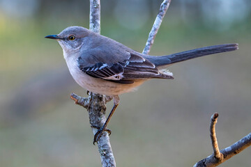 Mockingbird perched on a tree branch.