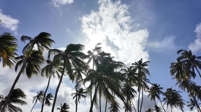 a beach full of coconut palms in Tucacas, Venezuela título