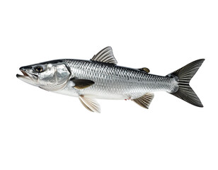 Fototapeta premium fish on white background