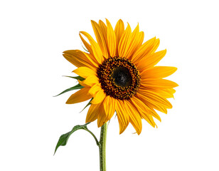 Naklejka premium sunflower isolated on white background