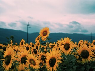 Vibrant sunflower field blooming under a dramatic cloudy sky in the countryside