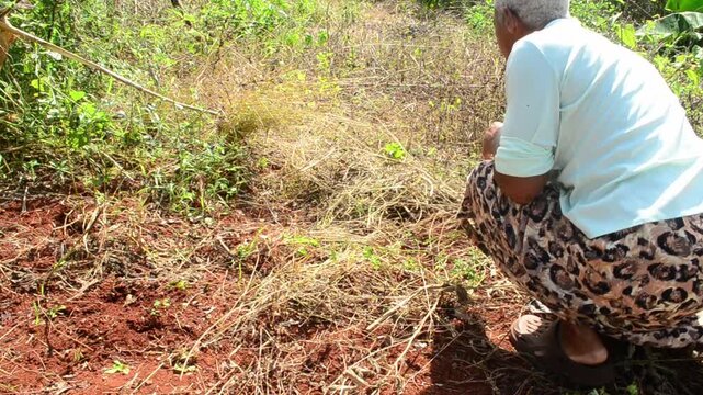 A Woman Weeding Grass