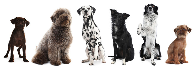 Cute dogs looking in same direction on white background