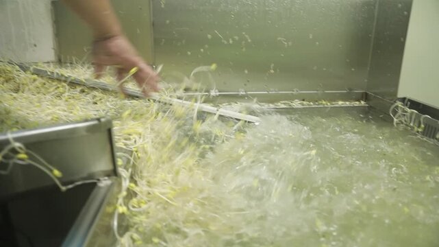 콩나물공장콩나물물세척기계에콩나물손으로모아던지기(슬로우모션+위생+청결+노동+유통+판매+야채+채소+식재료)