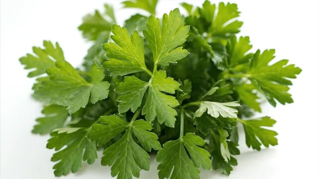 Fresh parsley on white background for culinary and food concepts