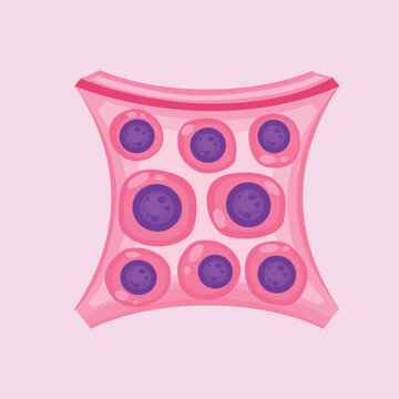 A detailed illustration of epithelial tissue cells arranged in layers for biological and medical education content.