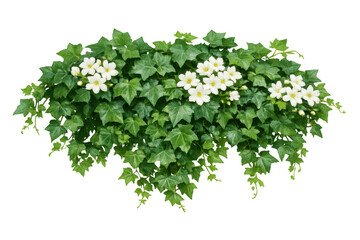 Naklejka premium Ivy plant growing with green leaves and white flowers on transparent background, garden climbing vine foliage
