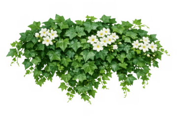 Ivy plant growing with green leaves and white flowers on transparent background, garden climbing vine foliage