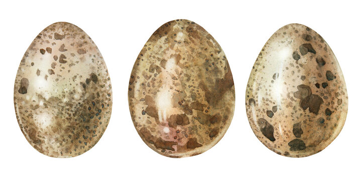 Watercolor Easter set with quail egg isolated on white background. Celebration food for spring menu. Beige brown clipart with new life of bird. Hand-drawn element for cookbook wallpaper or wrapping