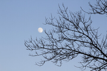 rising moon and tree branches
