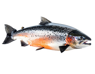 Obraz premium fresh fish on white background