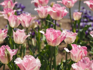 Obraz premium 新潟県産チューリップ 恋心