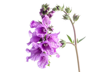 Fototapeta premium Purple flower stem against transparent background for design projects