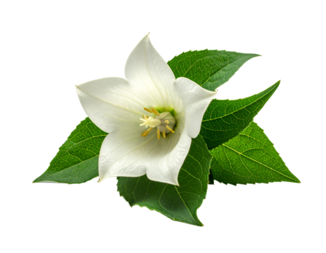 White flower with green leaves on a transparent background design element - Powered by Adobe