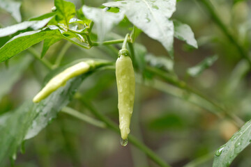 Close Up of Green Chili Pepper With Water Droplet Capsicum Annuum