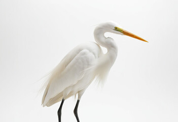 Obraz premium Great White Egret, Ardea alba, with graceful long legs, high-key photography, white background