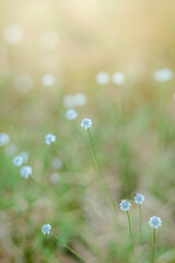 Selective Focus on White Eriocaulon Wildflowers with Bokeh Background