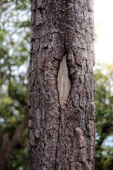 Close-up Pine Tree Bark With Diamond Shaped Hole