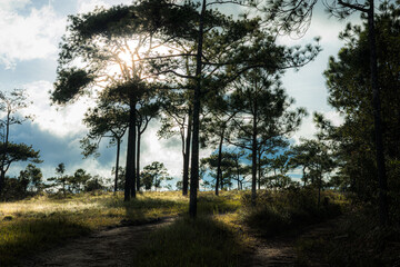 Obraz premium Sunlight Bursting Through Dark Forest Pine Silhouettes