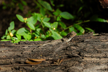 Fototapeta premium Small Lizard Sunbathing On Rough Log In Jungle