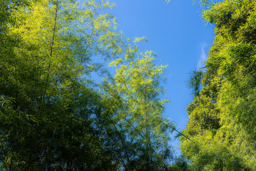 Fototapeta premium Green Bamboo Forest Treetops Sky Low Angle View