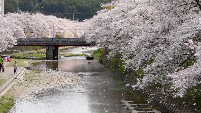 川沿いに咲く桜が散る花吹雪の4Kスローモーション動画