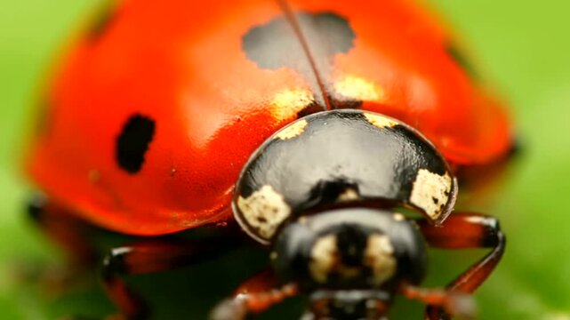 Closeup macro shot of a vibrant red ladybug on a green leaf.
