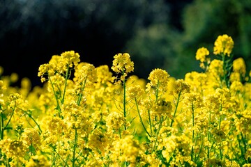 Obraz premium 日出町大神の菜の花