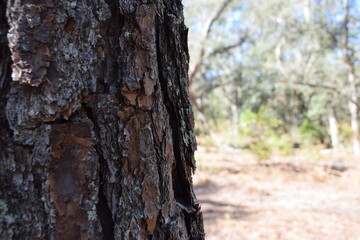 Fototapeta premium Close-up of tree bark