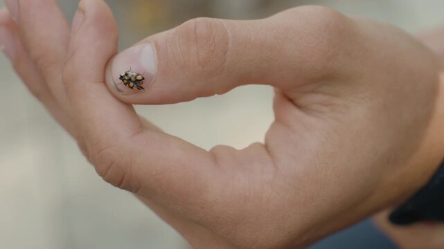 closeup hand holding ladybug on thumb. young man studies tiny spotted beetle with gentle fingers, soft skin tones, shallow depth of field, blurred urban park background, warm natural light, intimate