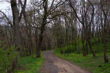 Fototapeta premium spring forest landscape, fresh green leaves on trees, spring in deciduous forest
