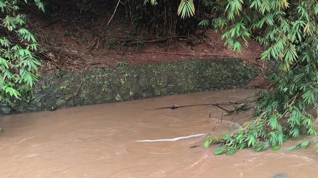 Python Snake Swimming Across Muddy River After Rain
