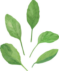 Fototapeta premium Vector watercolor illustration of spinach leaves for healthy cooking