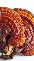 Close-up of a vibrant, layered, woody mushroom
