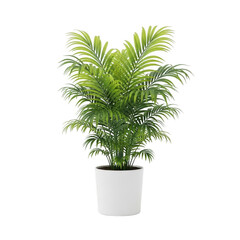 Obraz premium Potted palm plant isolated on transparent background