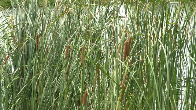 Brown seedheads on the tip of bulrush reeds by the lake