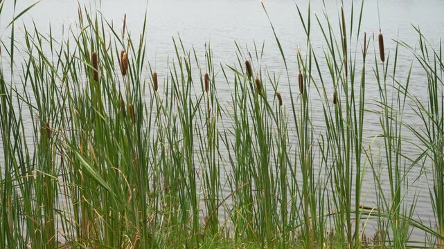 Broom reeds by the lake being blown by the wind