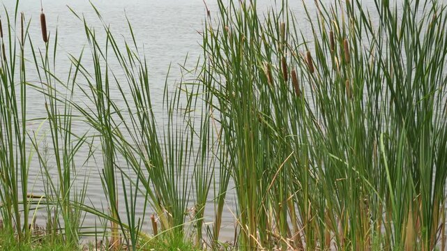 Bulrush reeds blown by the wind by the lake
