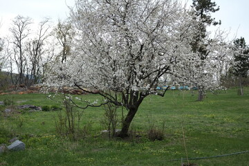 Fototapeta premium spring forest landscape, fresh green leaves on trees, spring in deciduous forest