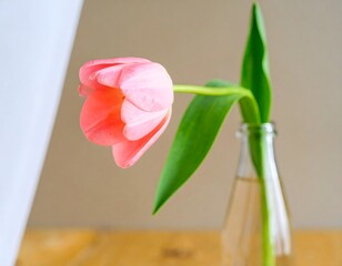 Single Pink Tulip in Clear Glass Bottle on Neutral Surface