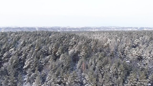 A breathtaking drone shot capturing an expansive forest blanketed in snow. The serene winter landscape showcases dense trees under a clear sky, offering a tranquil sky perspective.