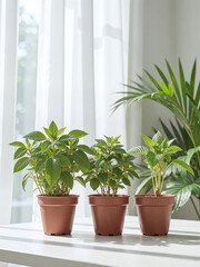 Fototapeta premium Fresh herb potted plants, light background, soft light, brand imagery,Potted herbs suggest freshness and sustainability.