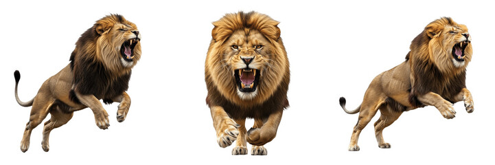 Set of powerful male lions roaring and jumping in aggressive poses isolated on © Ibrar