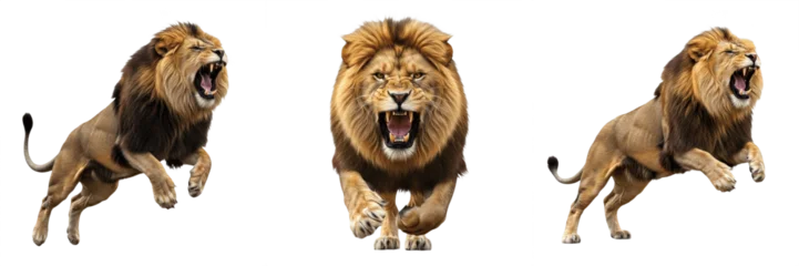 Set of powerful male lions roaring and jumping in aggressive poses isolated on © Rama